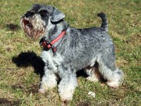 Miniature Schnauzer thumbnail